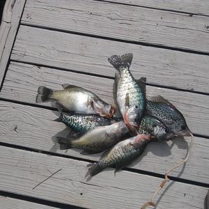 Meet your Posher, Danny